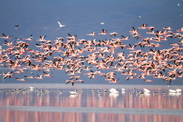 Flamingos In Lake Manyara